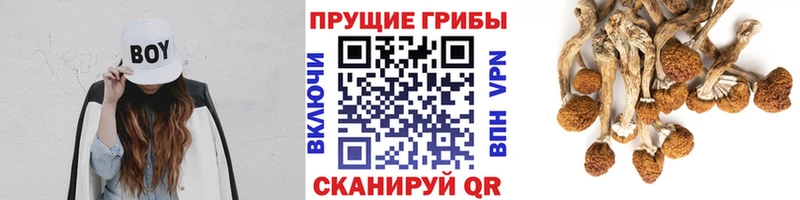 Галлюциногенные грибы Cubensis Поворино